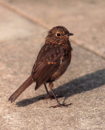 Juvenile robin